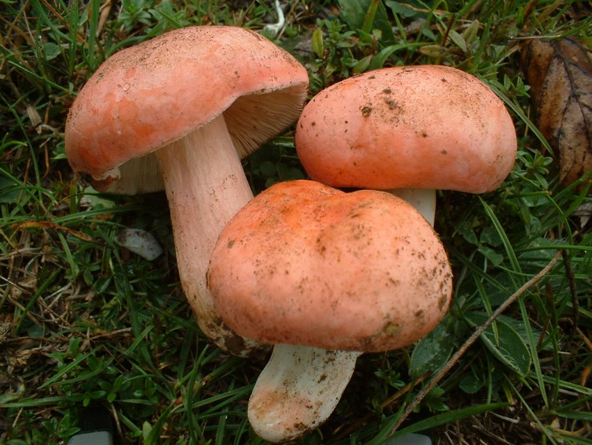 russula da determinare